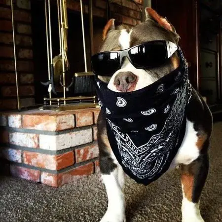 Pitbull in gangster outfit