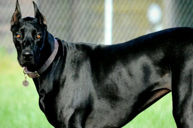 large Doberdane standing sideways with its furious face at the park