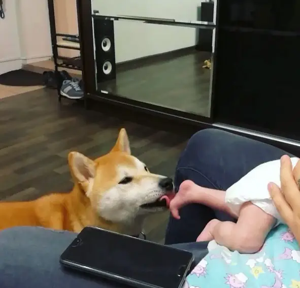 A Shiba Inu licking the feet of the baby who is being held by a person sitting on the couch