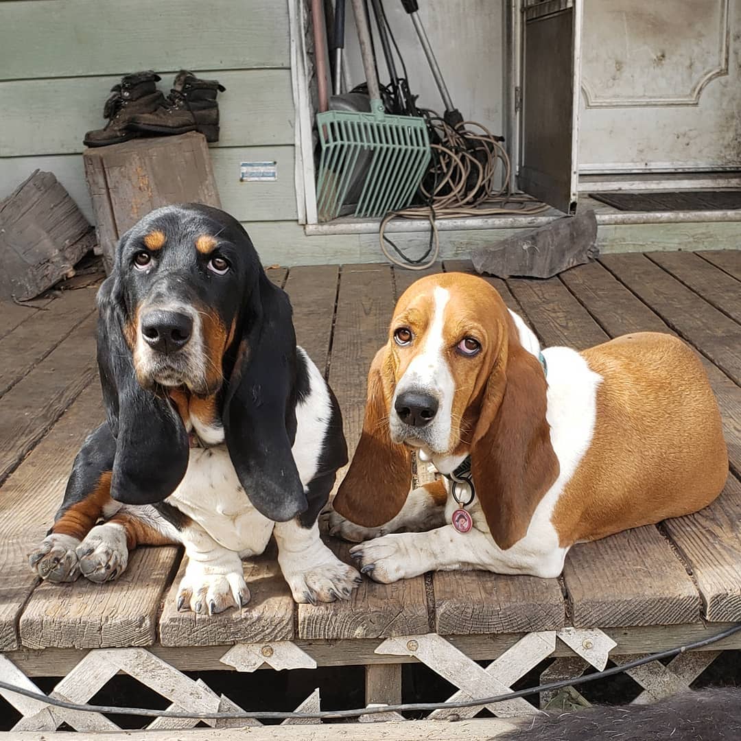 Basset Hound Dog lying down on the wooden floor outdoors