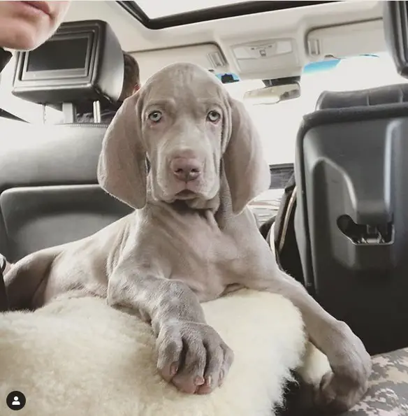 A Weimaraner puppy lying on top of its pillow in the backseat with a woman