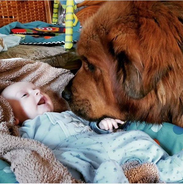 Tibetan Mastiff dog smelling the baby