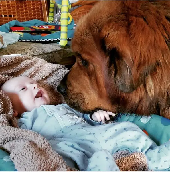 Tibetan Mastiff dog smelling the baby