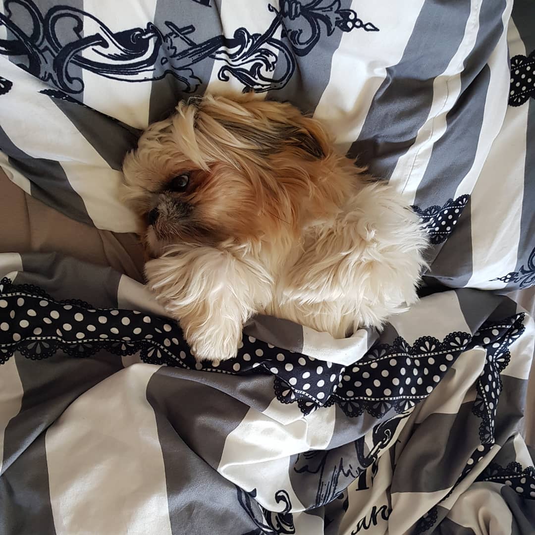 Shih Tzu snuggled in bed