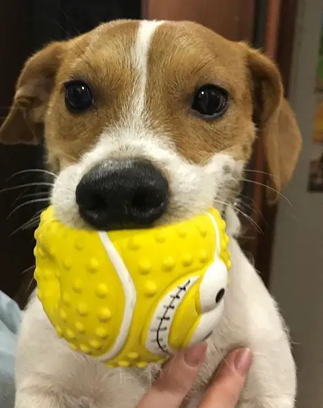 Jack Russell Terrier with a ball in its mouth