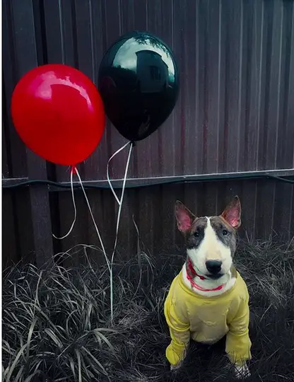 Bull Terrier wearing a yellow sweater in the backyard with red and black balloon