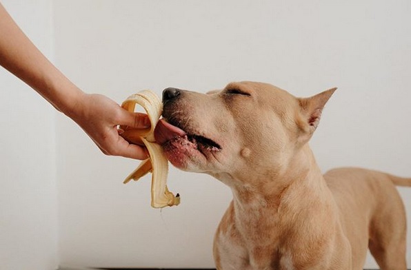 A Staffordshire Bull Terrier eating a banana