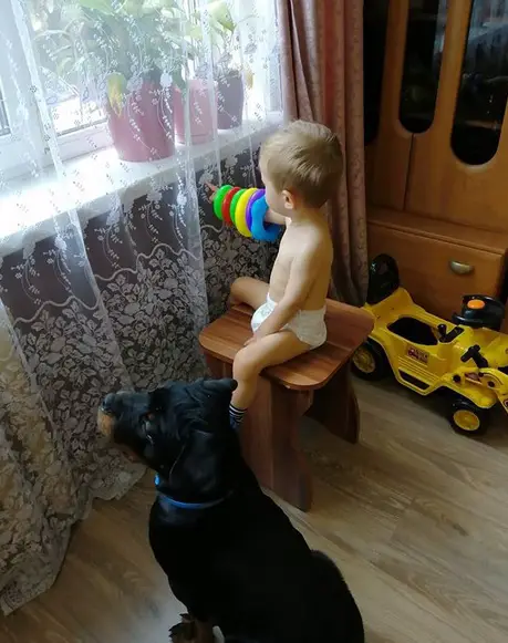 Rottweiler sitting on the floor beside a kid sitting on the chair in front of the window