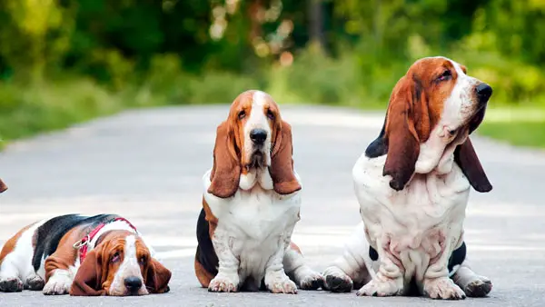 two Basset Hounds sitting on the floor while the third one is lying down