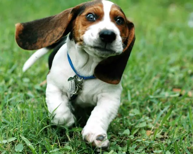 Basset Hound puppy running in the lawn