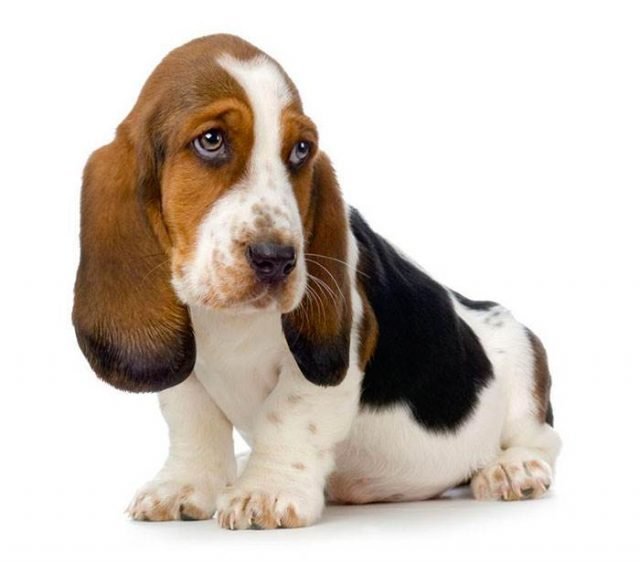 Best Basset Hound puppy sitting on an isolated white background