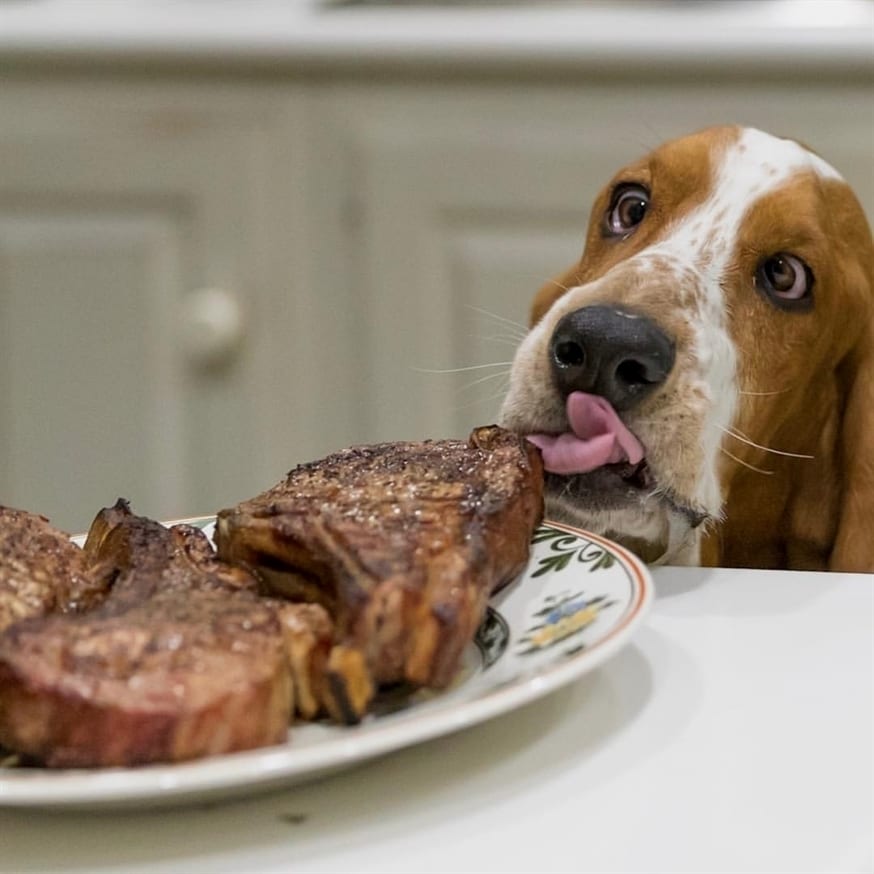 Basset Hound Dog licking a steak on the table