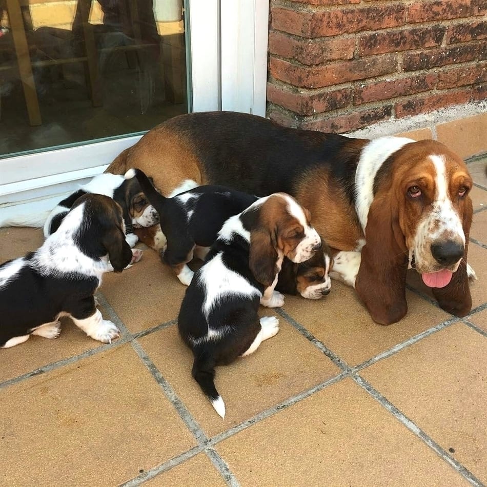 Basset Hound Dog lying down on the floor with its puppies