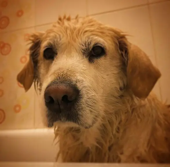 A wet Golden Retriever inside the bathtub