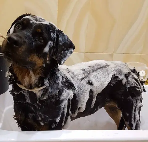 Rottweiler taking a bath in the bathtub