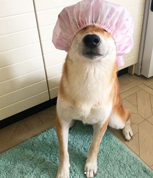 A Shiba Inu sitting on the floor with a shower cap cover its head and eyes