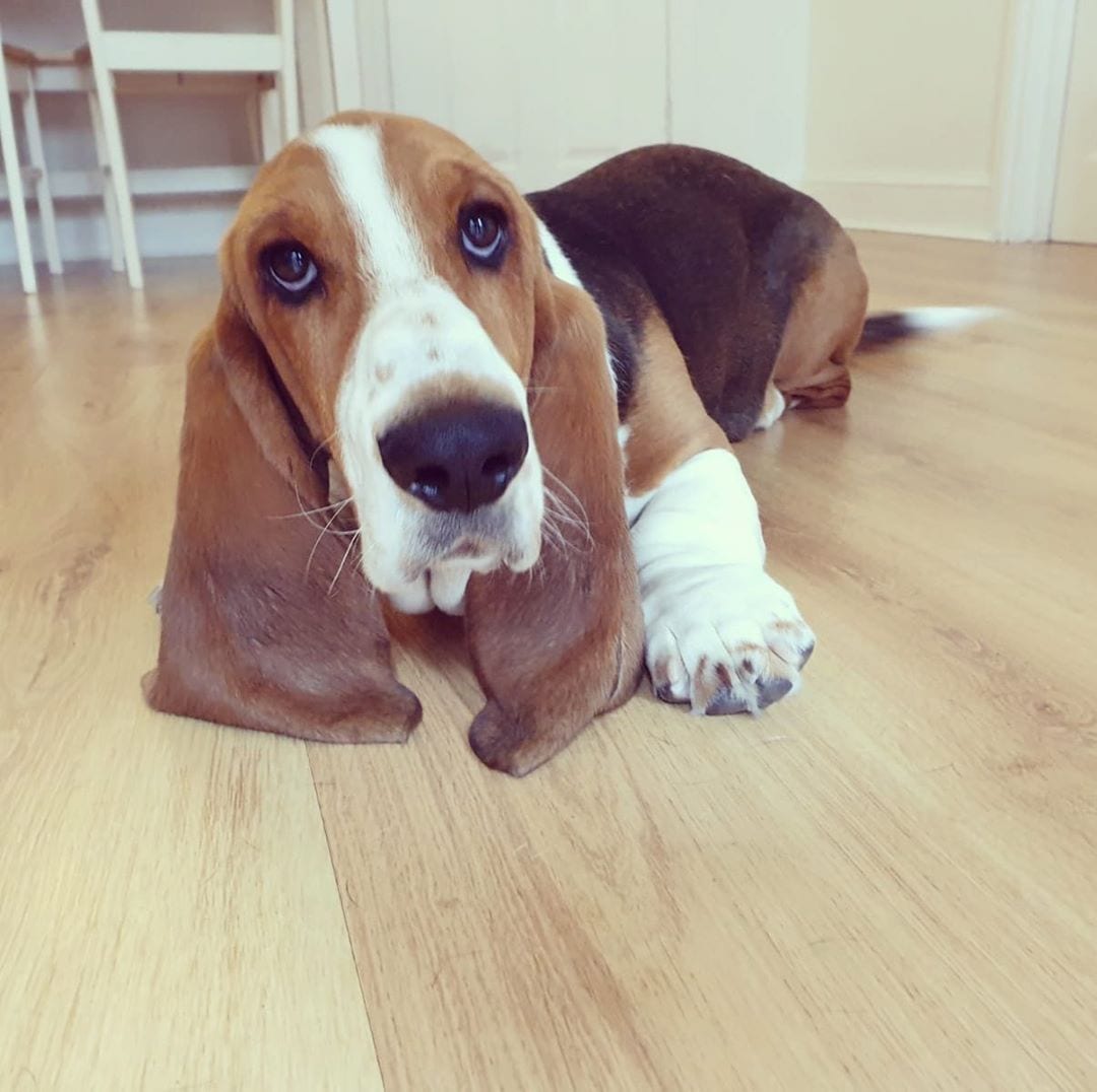 Basset Hound Dog lying down on the floor with its sad face