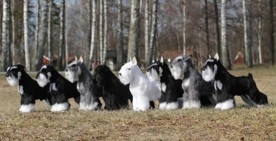 group of Schnauzers in line being alert