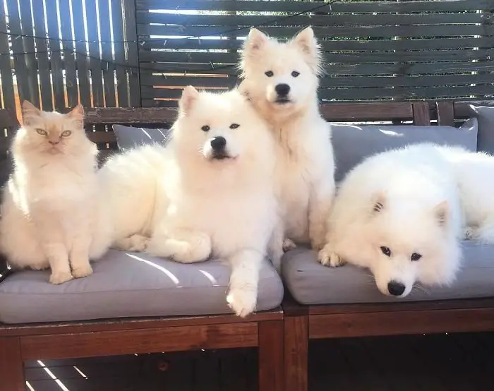 three Samoyed Dogs on the couch outdoors with a cat beside them