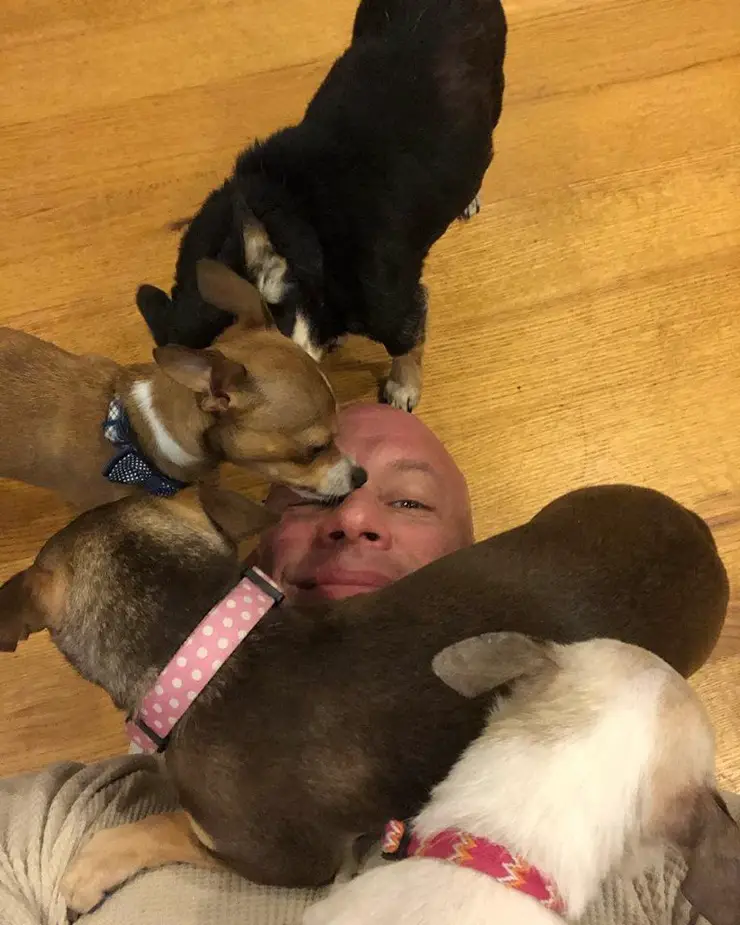 A man lying on the floor while his four Chihuahuas are kissing him