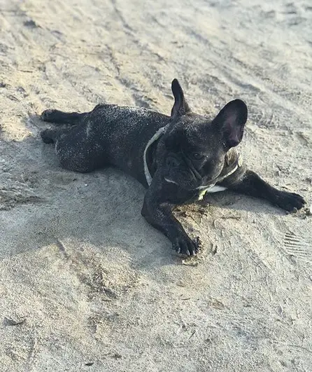 black French Bulldog lying in the sand under the sun