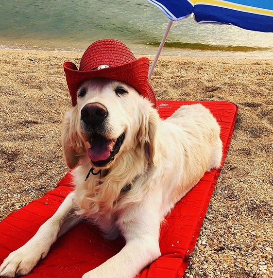 a happy Golden Retriever wearing a red hat while lying down on a red bed in the sand by the seashore