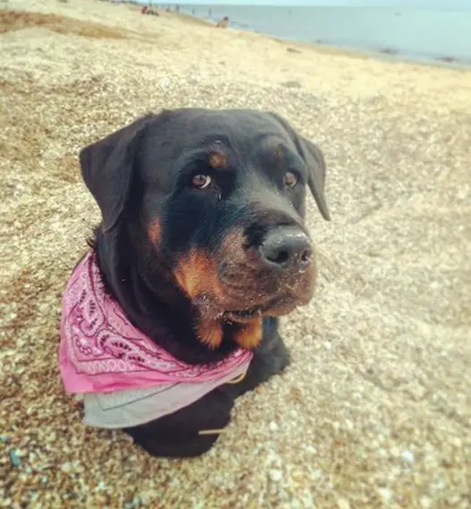 Rottweiler at the beach wearing her pink scarf