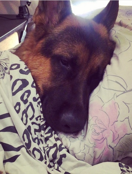 German Shepherd Dog in bed sleeping