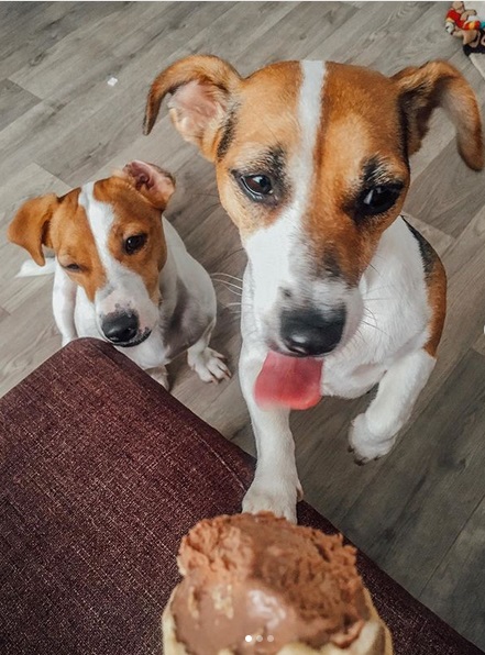 two Jack Russell Terriers sitting on the floor with their begging face behind the icecream