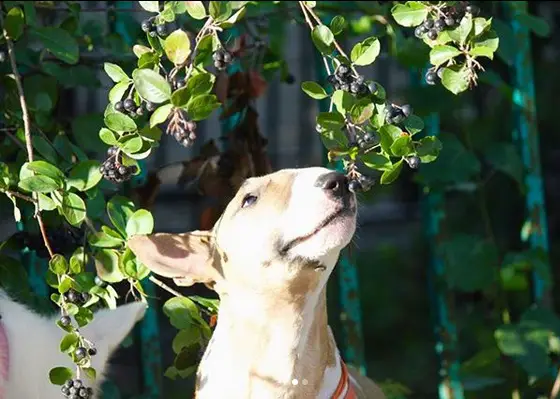 Bull Terrier smelling the blueberries on the branch of the tree