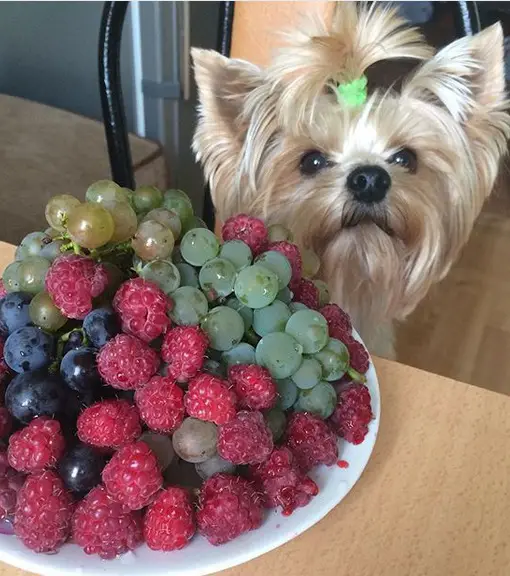 Yorkshire Terrier looking from behind a plate full of fruits on the table