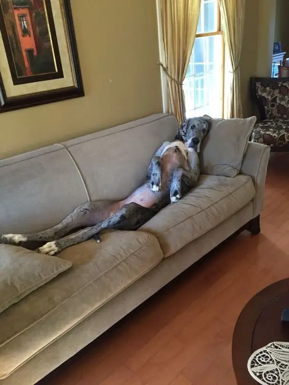  Great Dane lying on the couch