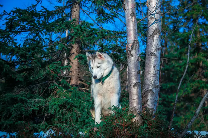 A Husky standing under the tree in the forest