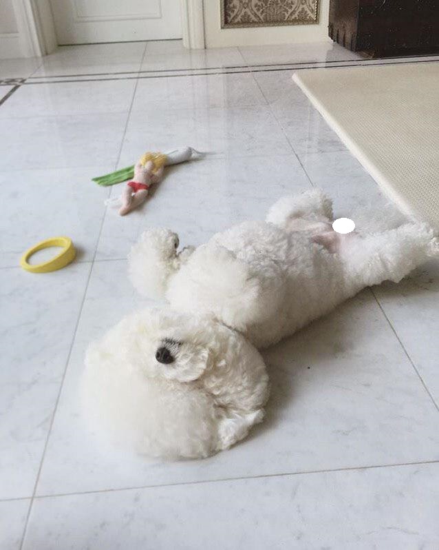 Bichon Frise lying with its back on the floor