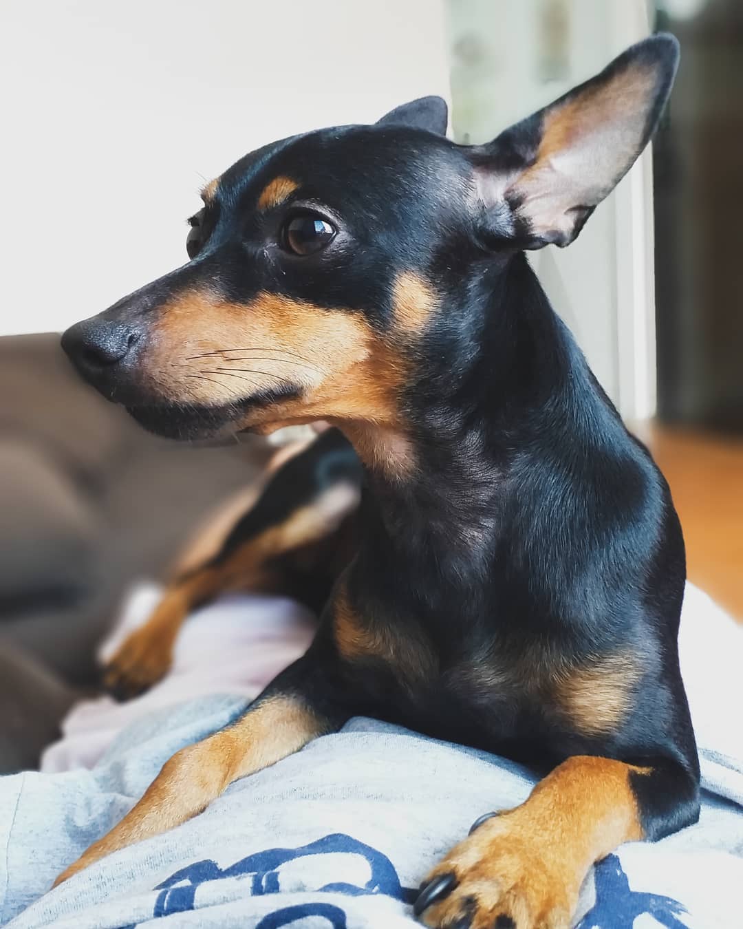 A Miniature Pinscher lying on the couch while looking sideways
