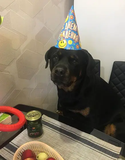 A Rottweiler sitting at the table while wearing birthday cone hat