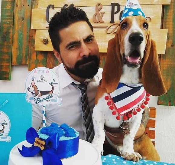 Basset Hound celebrating birthday