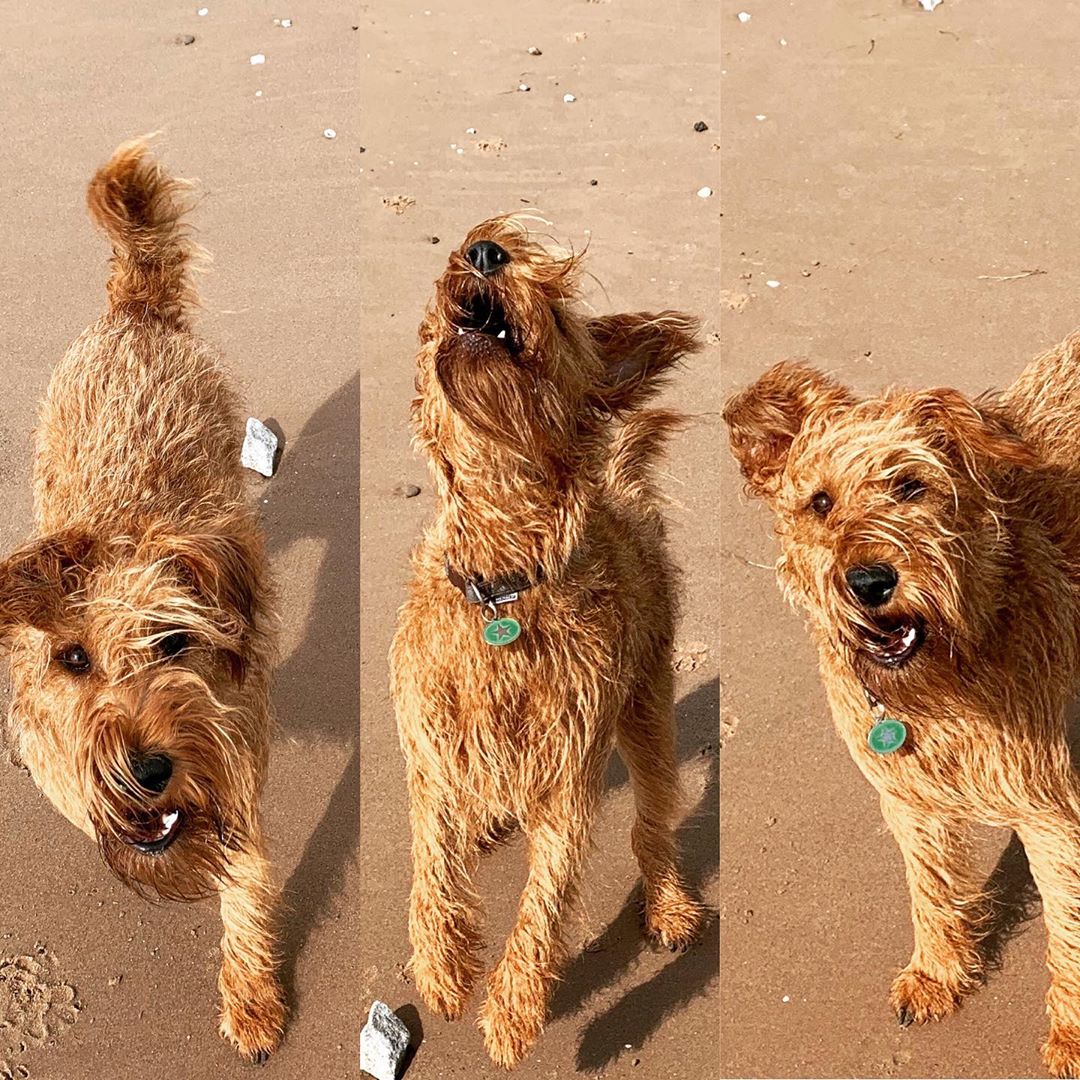 three photos of a happy Irish Terrier walking in the the sand under the sun at the beach