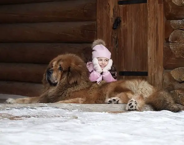 Tibetan Mastiff lying on the snow with a girl beside him