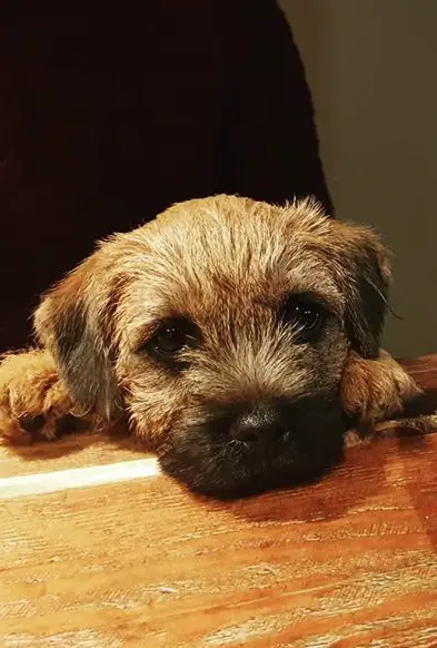 Border Terrier on the table