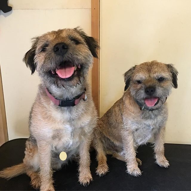smiling Border Terrier sitting on the floor