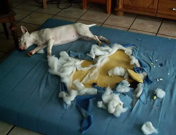 Bull Terrier sleeping on the bed with ripped bed from digging