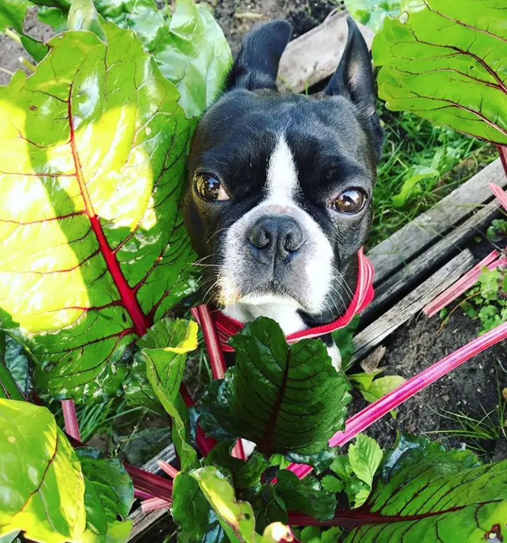 A Boston Terrier behind the plants in the garden