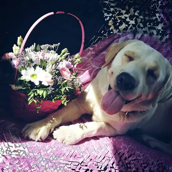 A Yellow Labrador lying on the couch next to a bunch of flowers in a basket