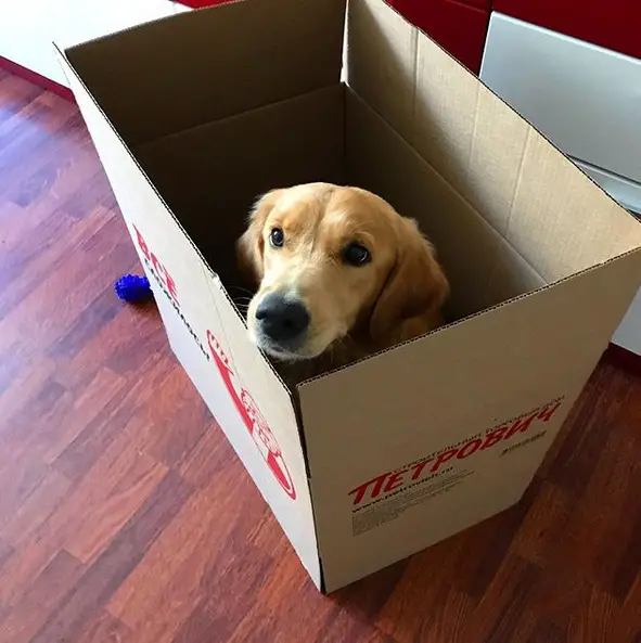 Golden Retriever sitting inside a cardboard box