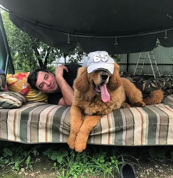 Tibetan Mastiff wearing a cap while lying on top of the bed outdoors with a man