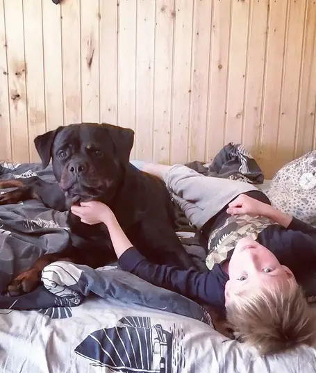 Rottweiler lying on the bed with a boy
