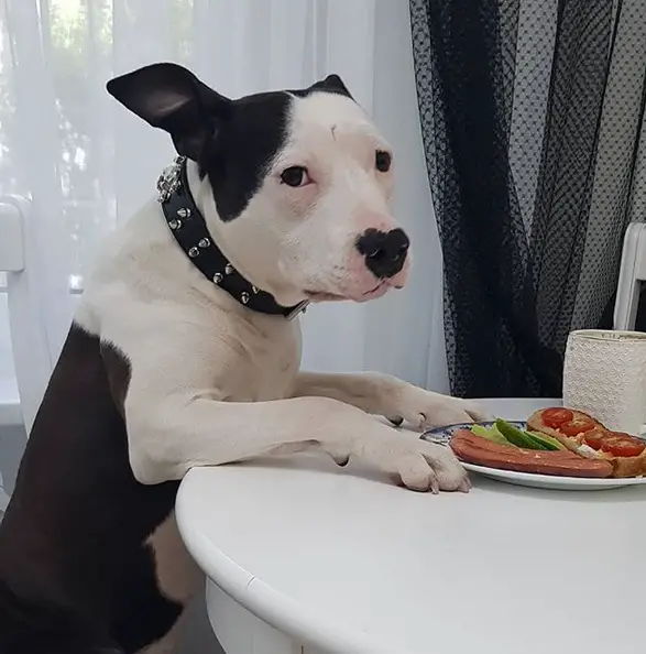 A Staffordshire Bull Terrier sitting at the table in front of its food on the plate