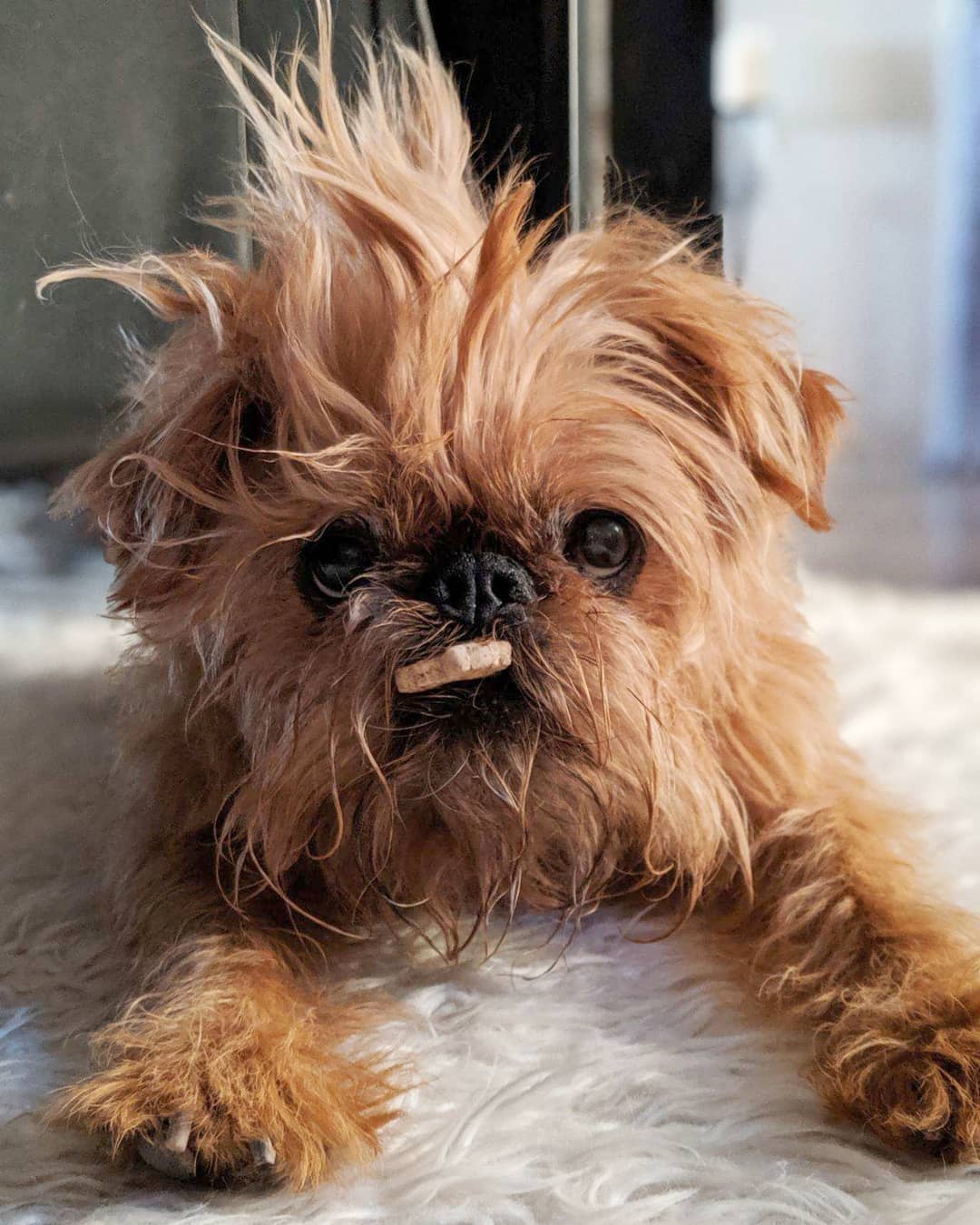 A Brussels Griffon lying on the carpet with a treat in its mouth