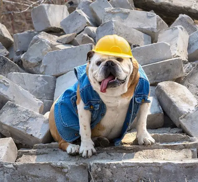 Bulldog ni the construction site wearing denim jacket and a safety hat